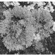 Image result for Lindernia conferta