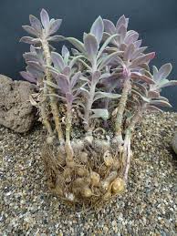 Image result for Kleinia grantii
