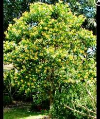 Australian Frangipani Tree Backyard Plants Shade Trees Wholesale Plants