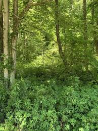 See pricing and listing details of lake city real estate for sale. Lake City Homes For Sale Lake City Tn Real Estate Movoto