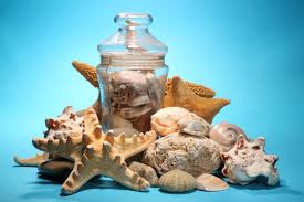 Conch shells typically have a high spire and a noticeable siphonal canal (in other words, the shell comes to a noticeable point at both ends). Tips To Clean A Conch Shell Home Quicks