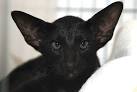 Siamese, 4 Black siamese kittens, Cats, for Sale, Price