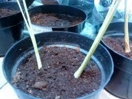 Tutorial cara tanam serai di polybag sebagai solusi menanam tanaman herbal di lahan sempit, terbukti berhasil dan cepat panen. 6 Langkah Mudah Tanam Serai Dalam Pasu Tip Tumbuh Gemuk Dan Subur