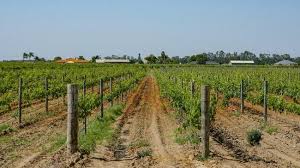 Ladang anggur saloma vineyard and nursery bila tengok gambar di atas, pasti anda merasakan yang disney avenue ini terletak di luar negara. Menikmati Wine Langsung Dari Kebun Di Swan Valley