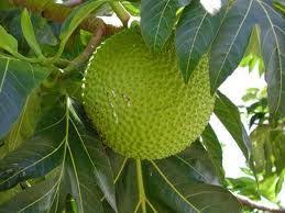 One Of The Most Versatile Jamaican Foods Breadfruit Can Be Baked Fried Boiled Roasted I Have A Recipe In Breadfruit Medicinal Herbs Haitian Food Recipes