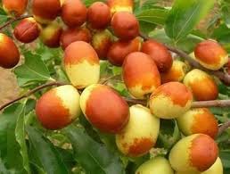Image result for Ziziphus mauritiana