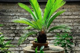 Palme Im Topf Winterharte Palmen Palmen Garten Garten Pflanzen
