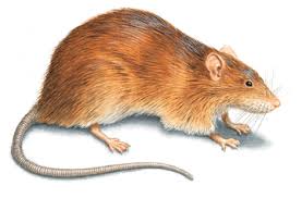 This is the newest place to search, delivering top results from across the web. Facts Signs Of Rat Infestations Rodent Control Orkin