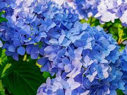 'grand bleu' is a rich, dark blue; Top 55 Beautiful Types Of Blue Flowers With Names And Pictures Florgeous