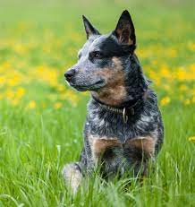 A good jog or long workout, coupled with obedience lessons or other intellectual challenges, is essential every day; Australian Cattle Dog Hunde