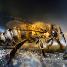 Bumblebee with pollen on flower. Bee Nest Removal Havant Bee Removal Havant Hampshire