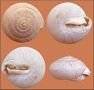 Image result for Stenostelma