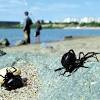How to control & remove black widow spiders. Https Encrypted Tbn0 Gstatic Com Images Q Tbn And9gcqf9yectzmhbhkjj Fmzeu5ghkavqj333jnoo5oauqynsp189by Usqp Cau