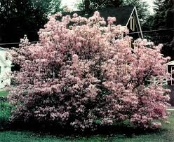 The trees and shrubs growing in missouri include the following:2. Jars V36n3 June Pink A Hardy Native Azalea For New England