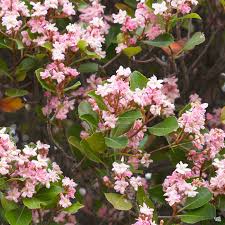 Image result for Rhaphiostylis