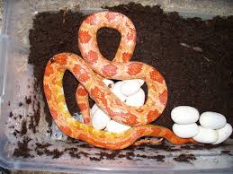 Corn Snake Breeding Info