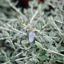 She flowers right on cue native griselinia has long been the hedge of choice for quick results in temperate urban gardens, but it has a habit of turning up its toes in soil that's too wet. Buy Teucrium Fruticans Online Southern Woods