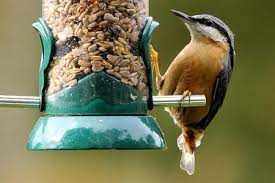 Then you need to provide natural food, cover and nesting sites. How To Attract New Birds To Your Backyard