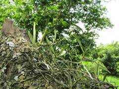 Image result for Satyrium kitimboense