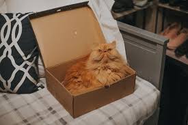 Persian cats persian cats are well known for their quiet, docile dispositions. Battersea Warns Of Serious Health Risks For Trendy Flat Faced Cats Metro News