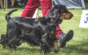 Image result for anglický kokršpaněl