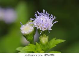 Image result for Adenostemma viscosum