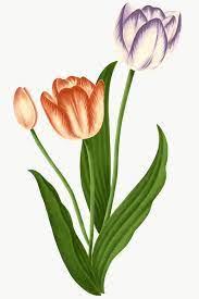 Vintage Tulip Flower Transparent Png Premium Image By Rawpixel Com Noon Tulips Flowers Flower Illustration Flowers