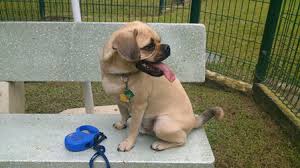 The quarantine is a must for every pet arriving in singapore, and lasts for 30 days. Pet Travel Spotlight Singapore Pet Quarantine Petrelocation