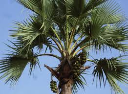 Image result for Anadelphia  trispiculata