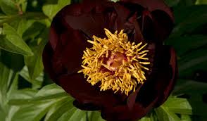 The first peony order i'm placing after returning from the 2018 american peony society convention in portland. Peony Plant Didn T Grow