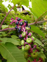 Attractive to bees and butterflies, they are abundantly followed by clusters of glossy, bright. What Is The Name Of This Big Plant With A Purple Trunk And Green To Purple Berries Biology Stack Exchange