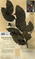 Image result for Morinda lucida