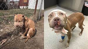 Puppy's incredible transformation after rescue