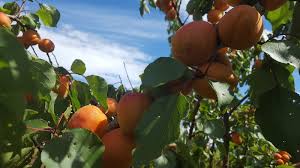 Almond, apricot, nectarine, peach, prune and cherry trees can be affected. What Is Shot Hole Disease The Garden Of Eaden