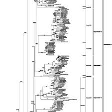 Image result for Platycoryne affinis