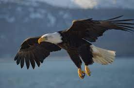 The Breathtaking Bald Eagle Bald Eagle Eagle Pictures Animal Spirit Guides