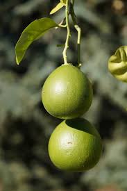 Image result for Rutaceae