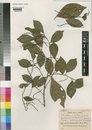 Image result for Tannodia swynnertonii