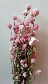 Check spelling or type a new query. Clover Flowers Dried Bunches Pale Pink Wholesale In 2021 Dried Flowers Clover Flower Flowers Uk