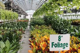 Product photos attributed to florexpo & holex flowers. Musselman Greenhouses Foliage Seasonal Plants