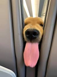 Maybe you would like to learn more about one of these? Dog Provides Quality Entertainment For Passenger On Flight