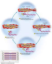 2 This Process Will Happen Continuously In A Cycle As Long As Ca And Atp Are Present Rigor Mortis Muscle Contraction Steps Physiology Muscle Contraction
