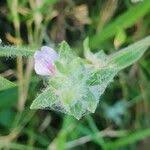 Image result for Justicia heterocarpa