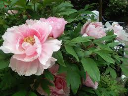 Japanese Tree Peonies Planting Peonies Peonies Garden Flowers