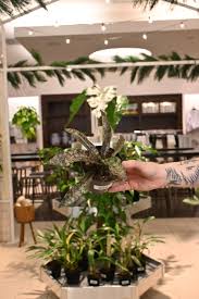 Image result for Kraussia kirkii