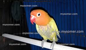Perbedaan jantan dan betina burung branjangan lokal indonesia. Burung Lovebird Konslet Jantan Atau Betina Koleksi Burung Dan Ikan