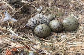 Check spelling or type a new query. Seagull Eggs In The Uk Have Been Contaminated With Plastic Additives New Scientist