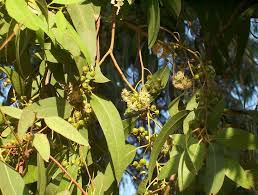 Image result for Eucalyptus sp.