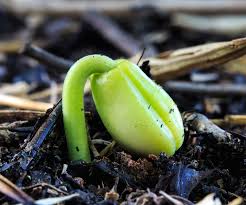 Image result for plant growing