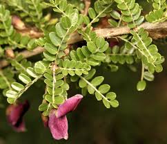 Image result for Ormocarpum